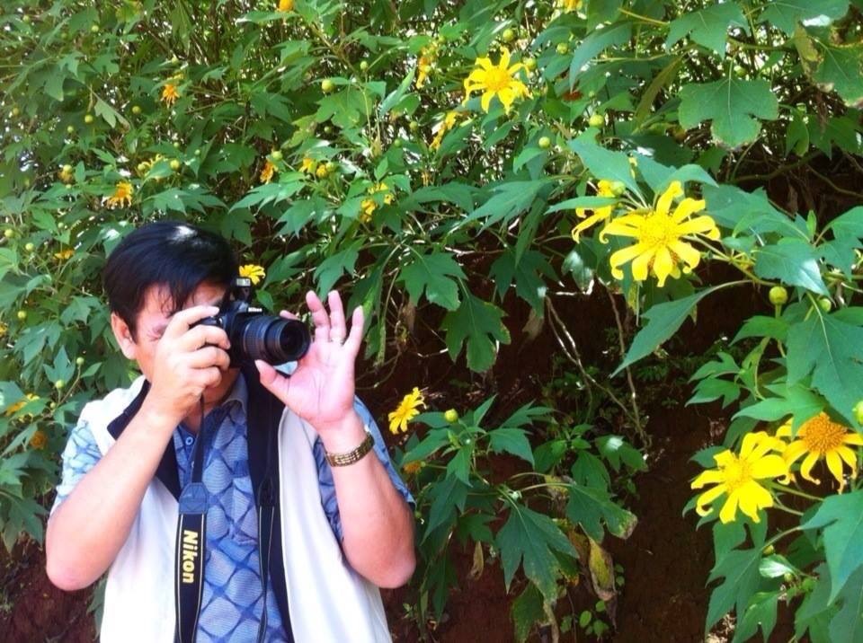 Cúc quỳ vàng ngập tràn phố núi 